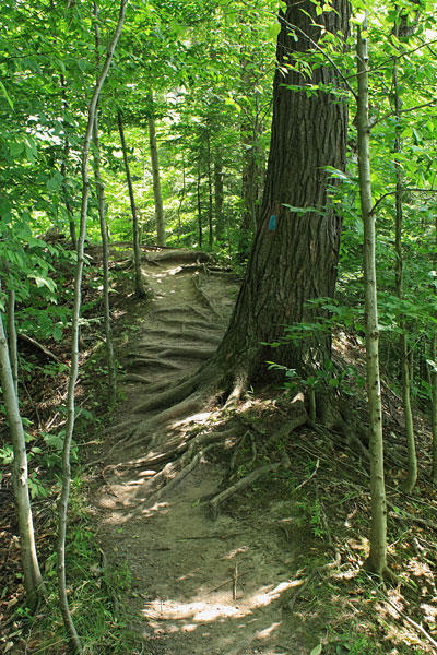 the tahquamenon river trail start