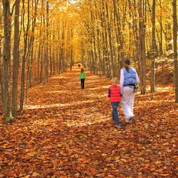 Aligator Hill Trail – Sleeping Bear Dunes Hikes