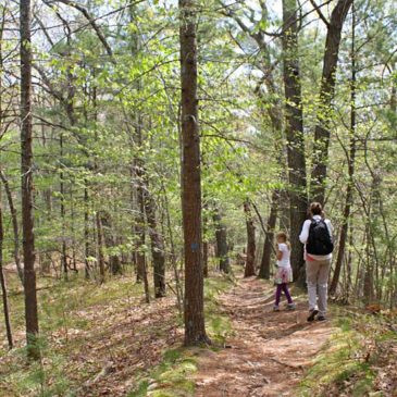 Muskegon State Park Hiking – The Scenic Ridge Trail