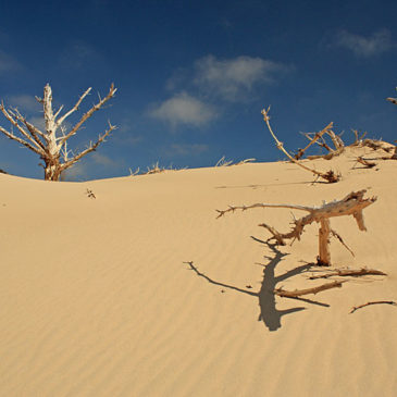 Silver Lake State Park Dune Hike – Day Trip